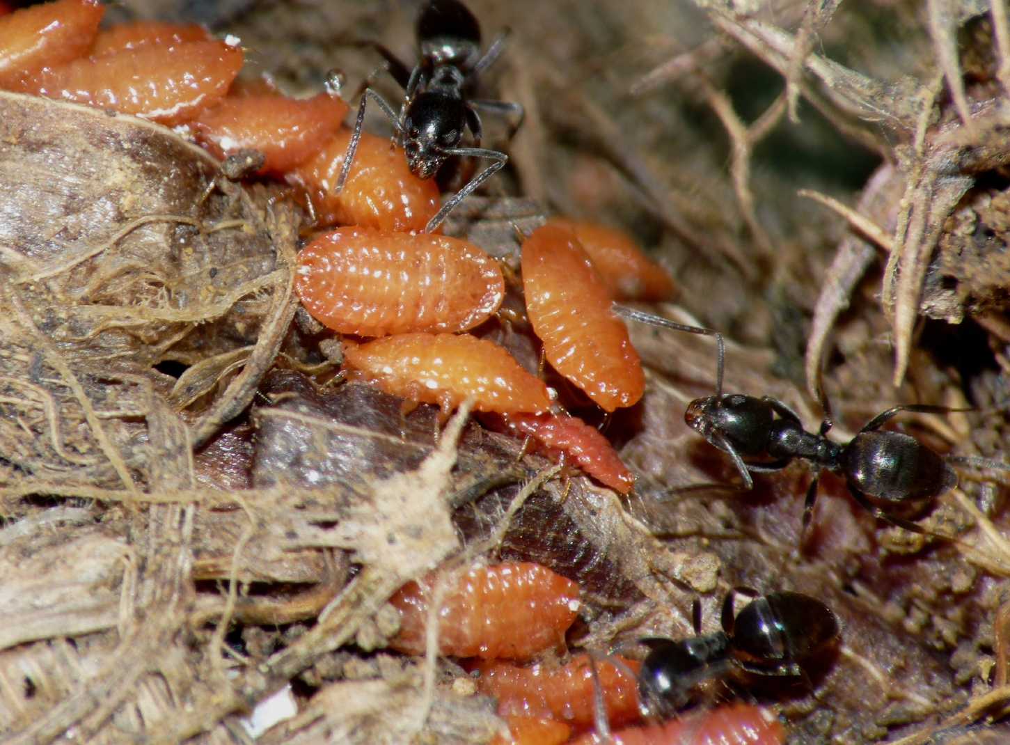 Afidi (Tetraneura sp.?) e coccidi ospiti di Tapinoma